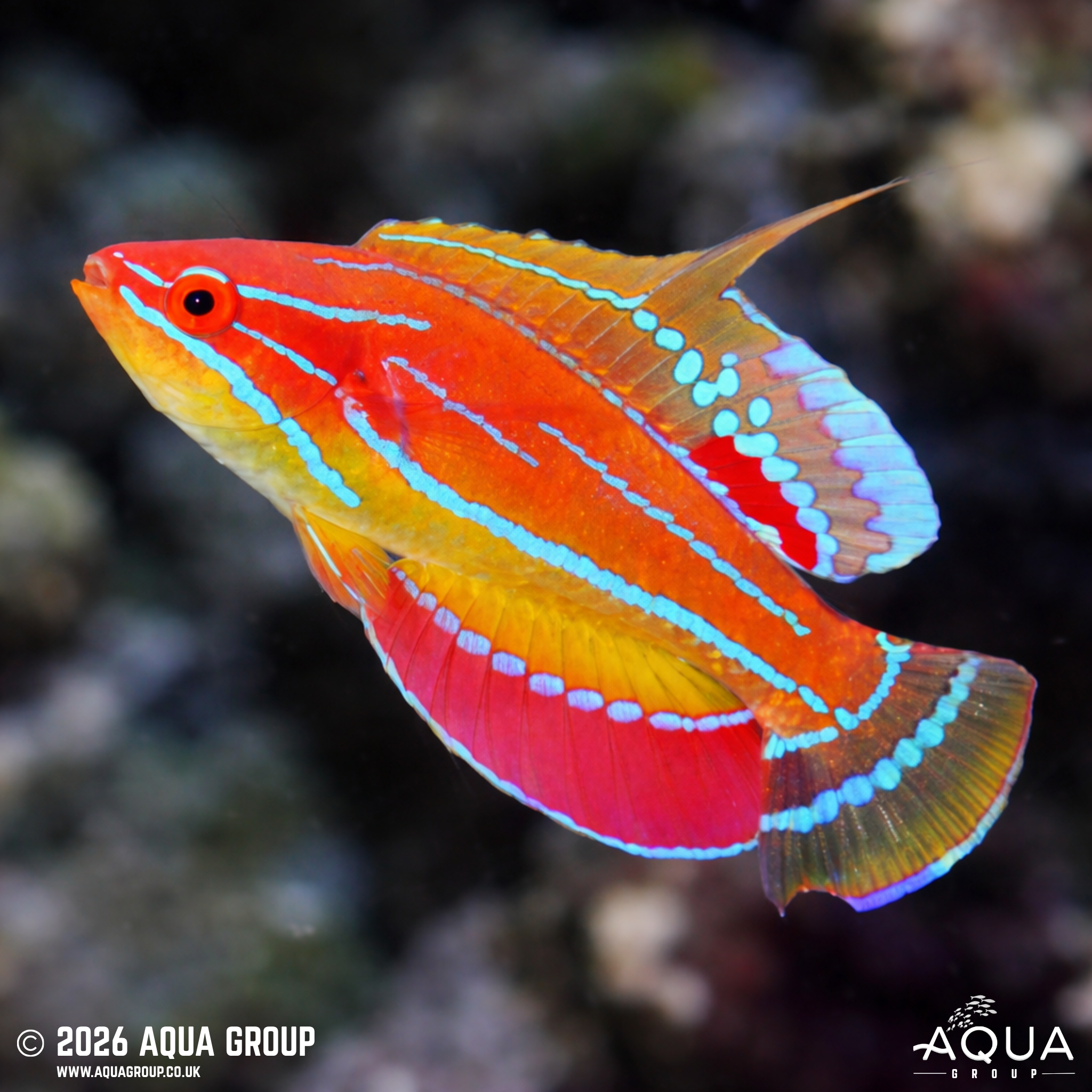 McCosker's Flasher Wrasse (Paracheilinus mccoskeri)