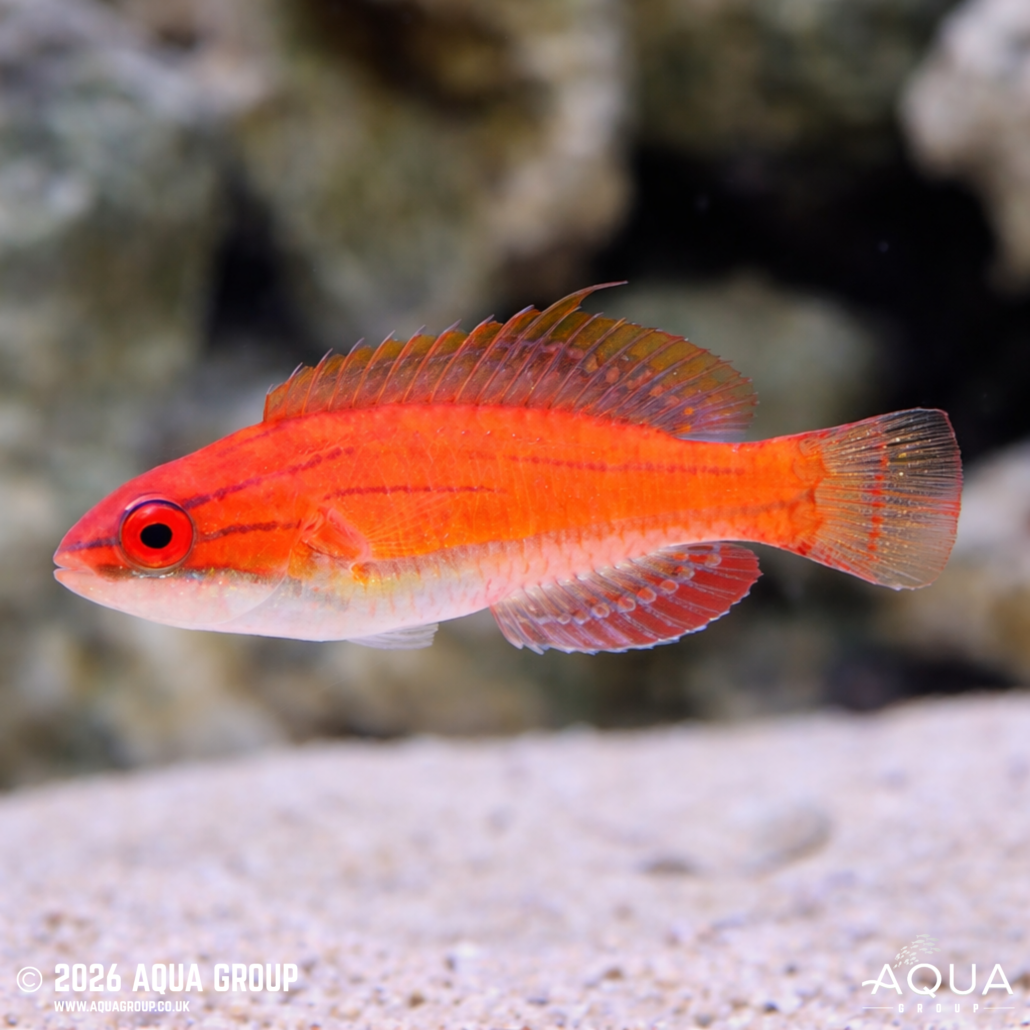 McCosker's Flasher Wrasse (Paracheilinus mccoskeri)