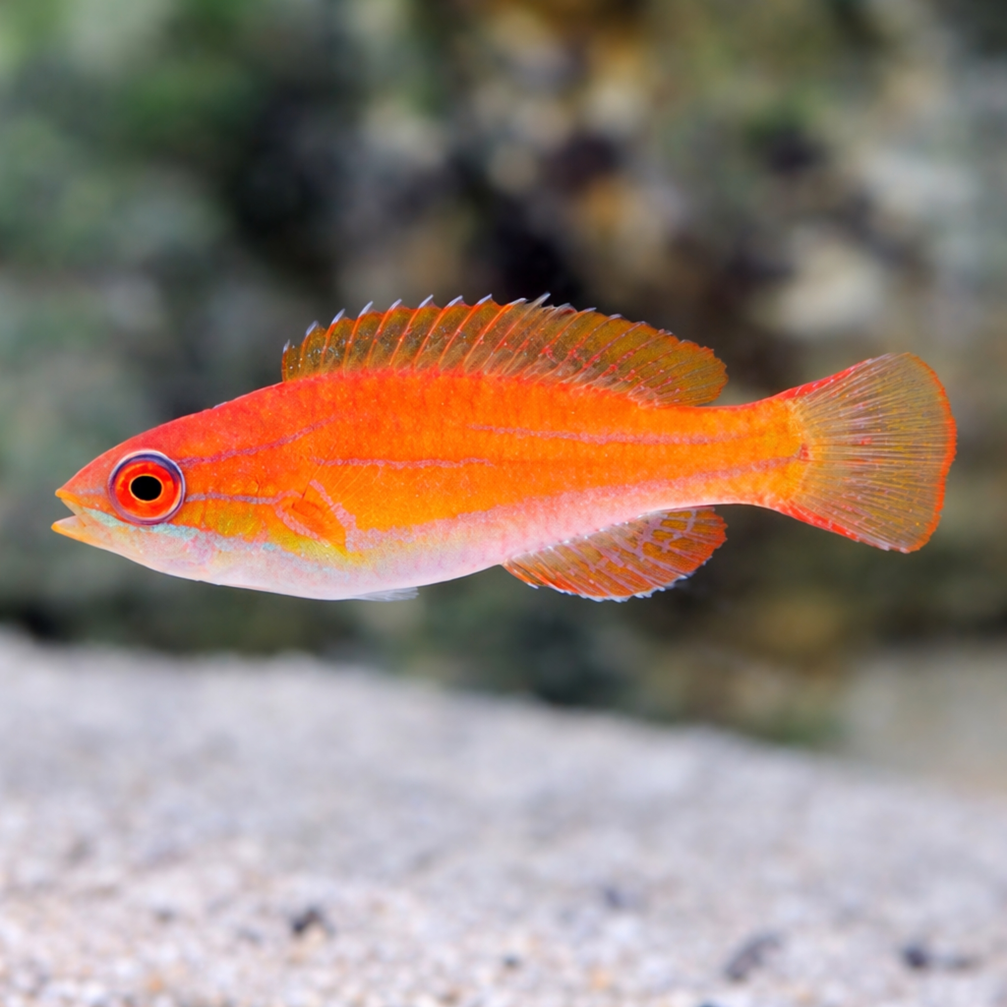 McCosker's Flasher Wrasse