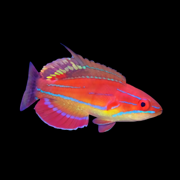 McCosker's Flasher Wrasse Paracheilinus Mccoskeri - Real Aquatics