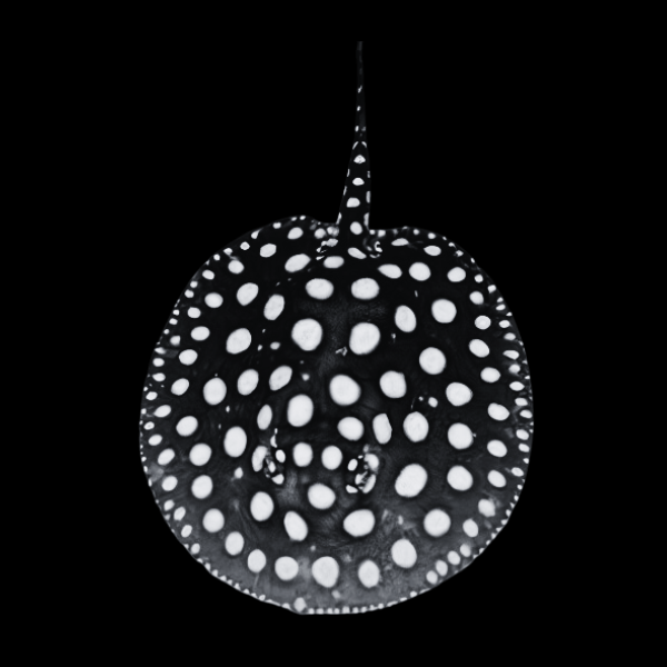 Freshwater Medium Grade Black Diamond Polka Dot Stingray Potamotrygon Leopoldi