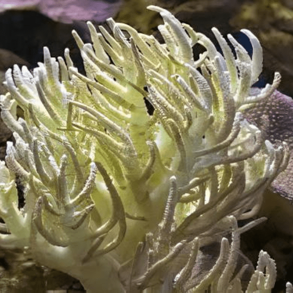 Medusa Soft Coral Sinularia Flexibilis - Real Aquatics