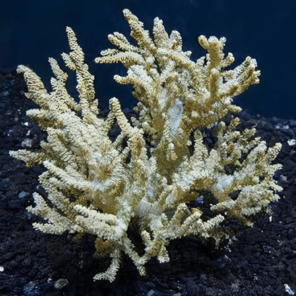 Medusa Soft Coral Sinularia Flexibilis - Real Aquatics