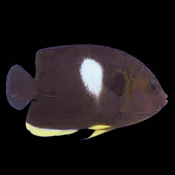 Melanesia Keyhole Dwarf Angelfish Centropyge Tibicen - Real Aquatics