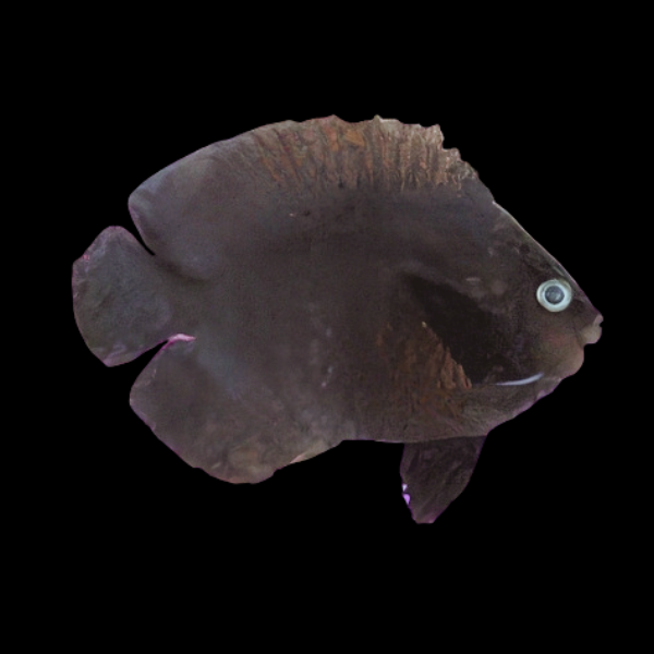 Melanesia Midnight Dwarf Angelfish Centropyge Nox - Real Aquatics