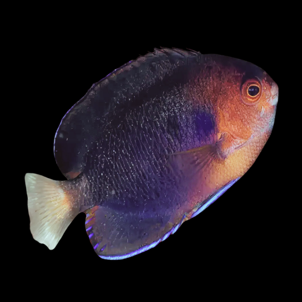 Melanesia Yellow Tail Dwarf Angelfish Centropyge Flavicauda - Real Aquatics