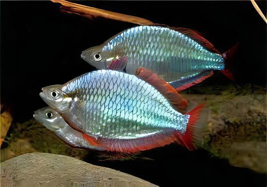 Neon Blue Rainbow Fish Melanotaenia Praecox 5cm - Real Aquatics