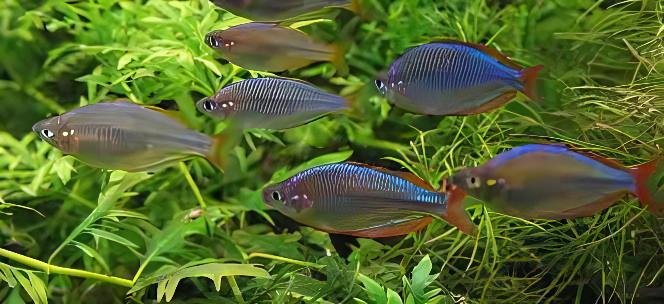 Neon Blue Rainbow Fish Melanotaenia Praecox 5cm - Real Aquatics
