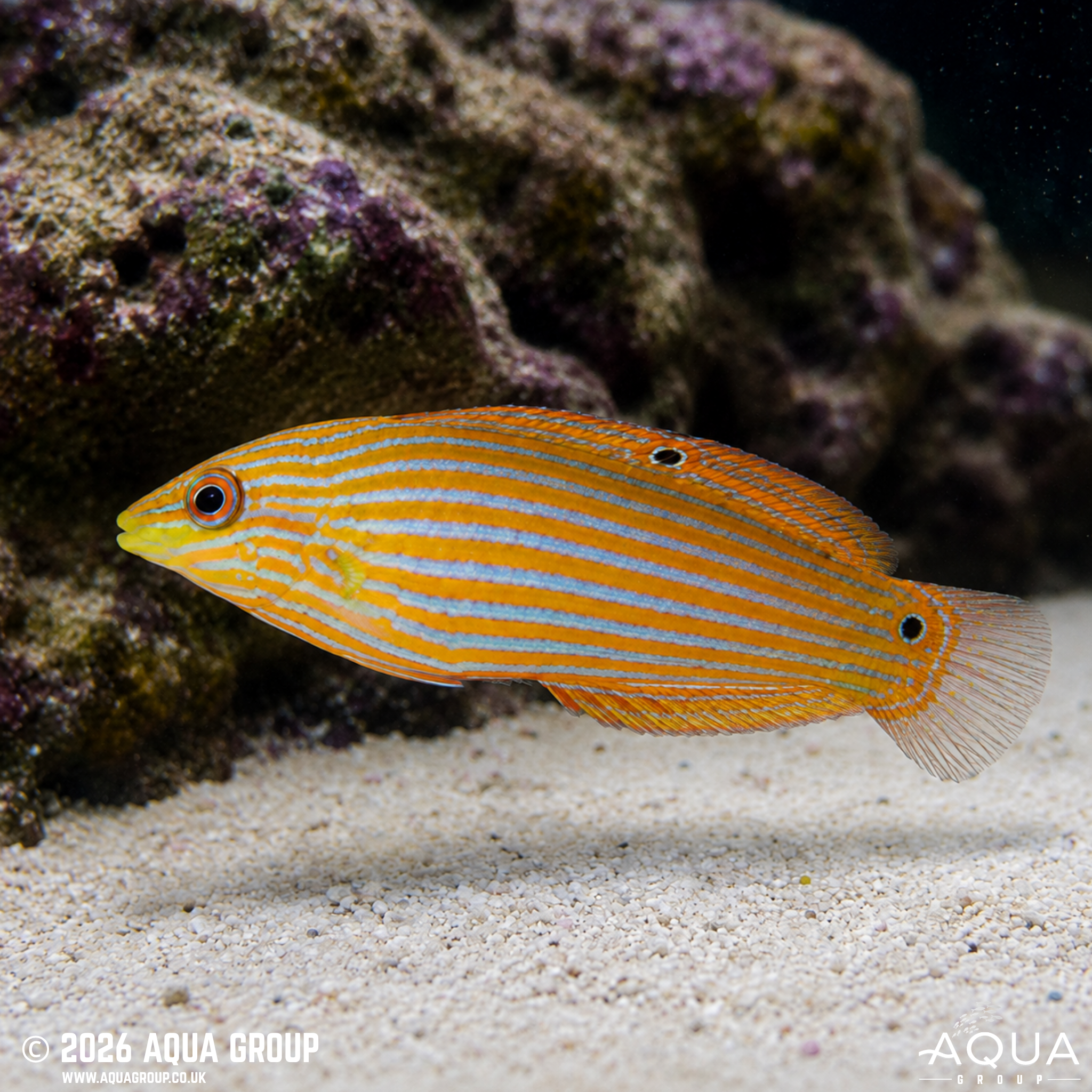 Melanurus Wrasse (Halichoeres melanurus)