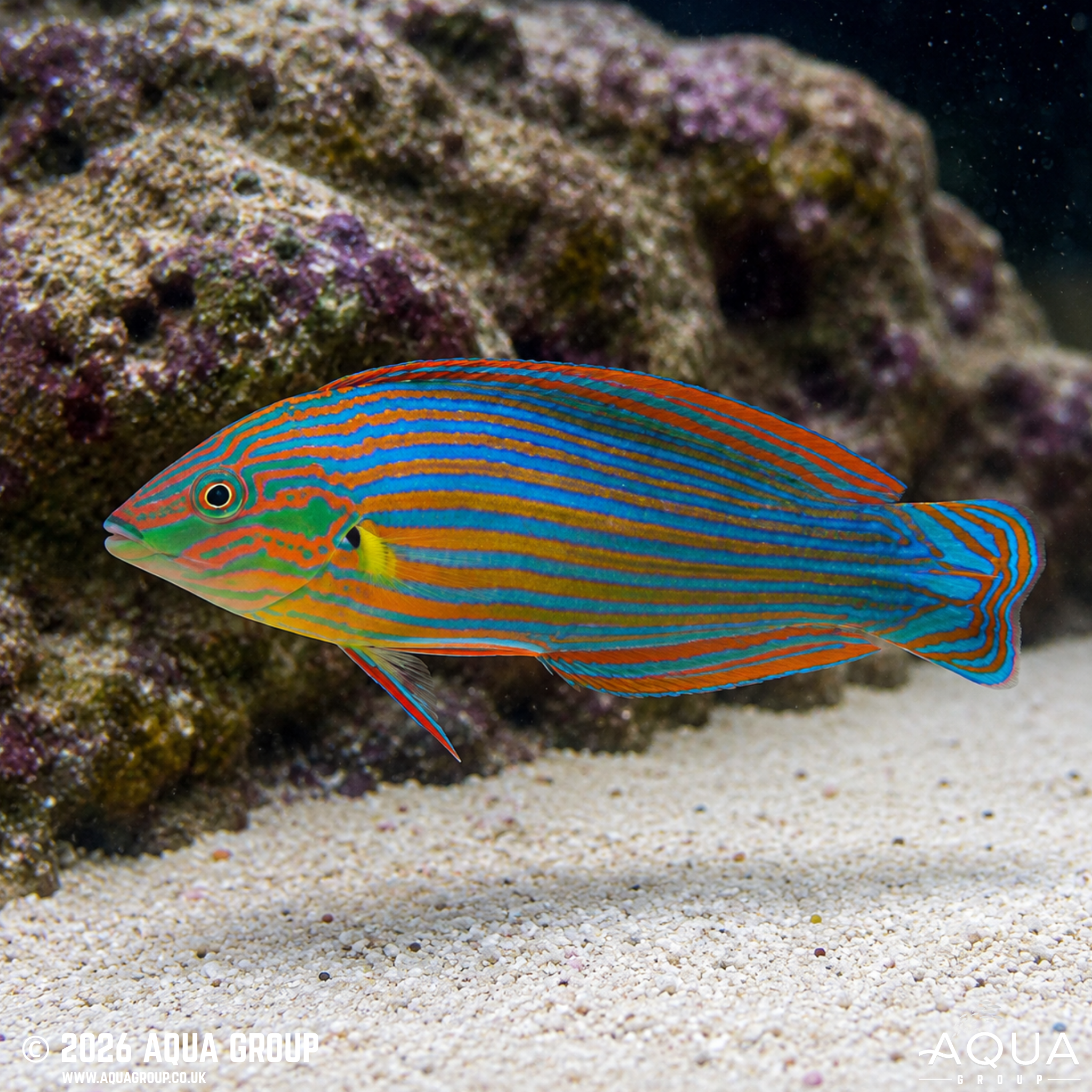 Melanurus Wrasse (Halichoeres melanurus)