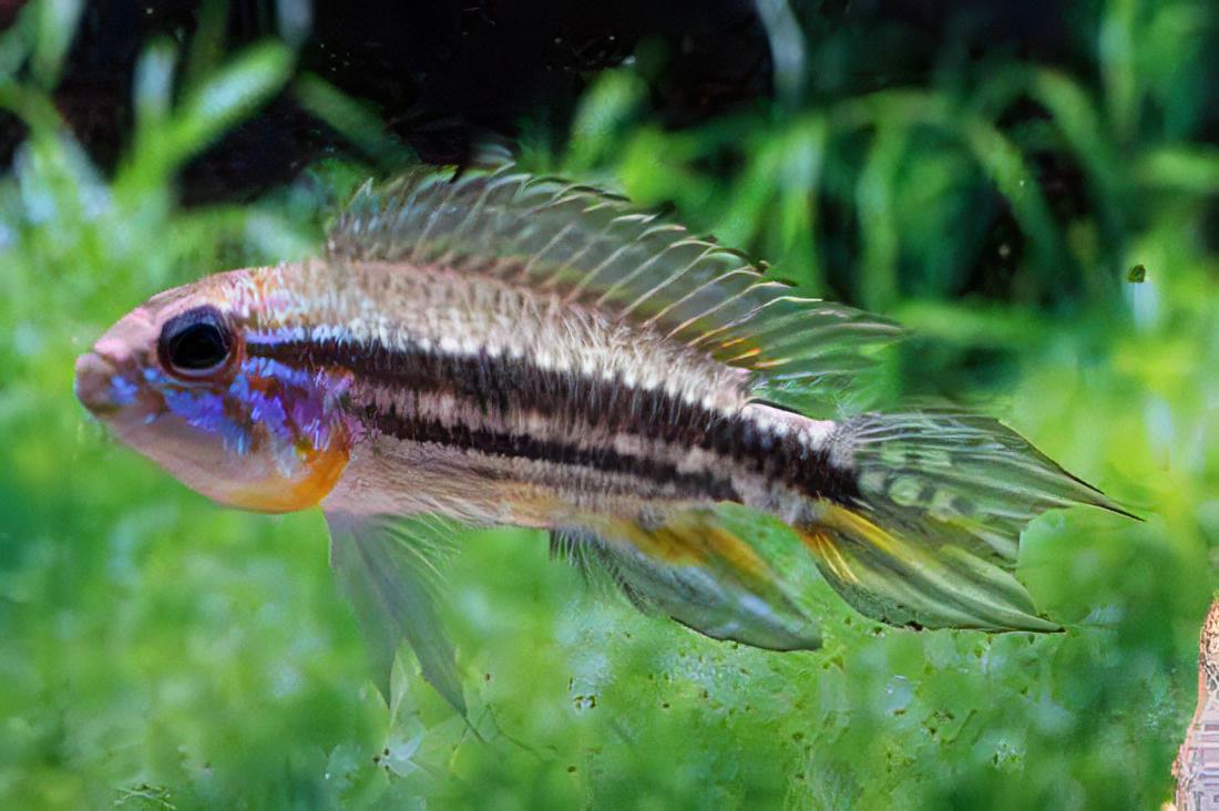 Apistogramma Mendezi 3cm