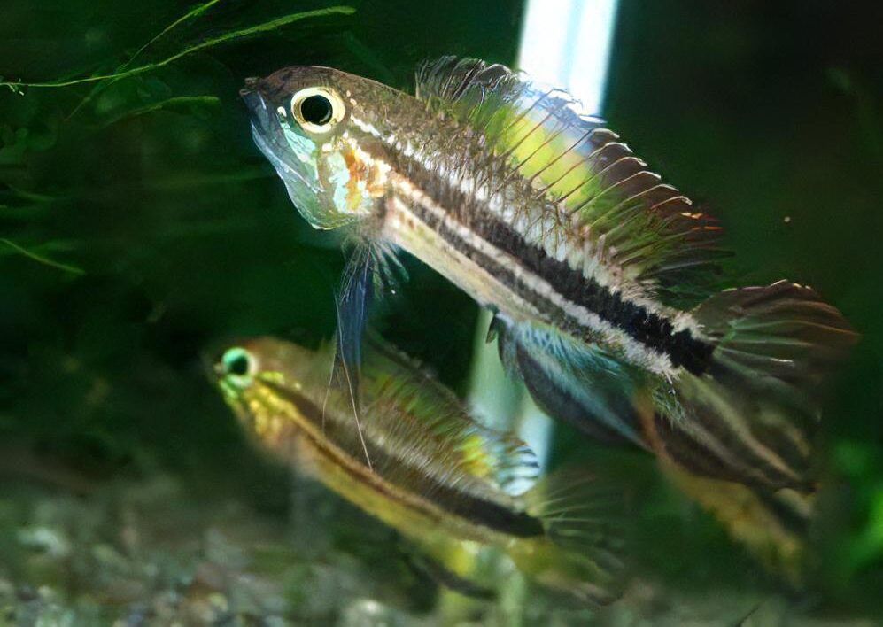 Apistogramma Mendezi 3cm