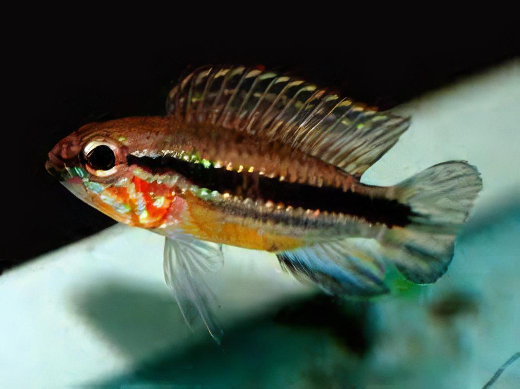 Apistogramma Mendezi 3cm