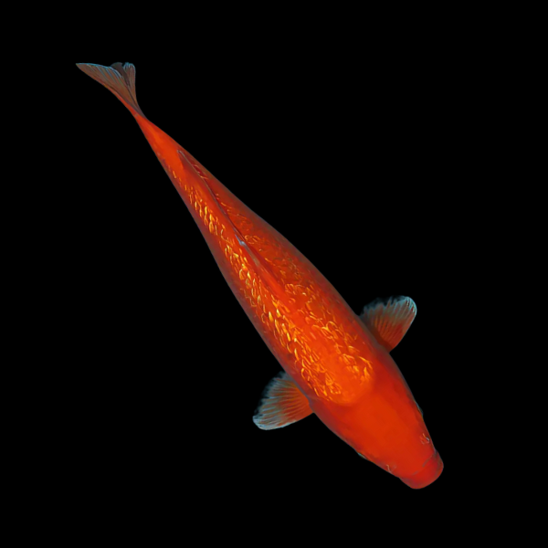 Metallic Orange Grade A Koi Carp Cyprinus Carpio - Real Aquatics