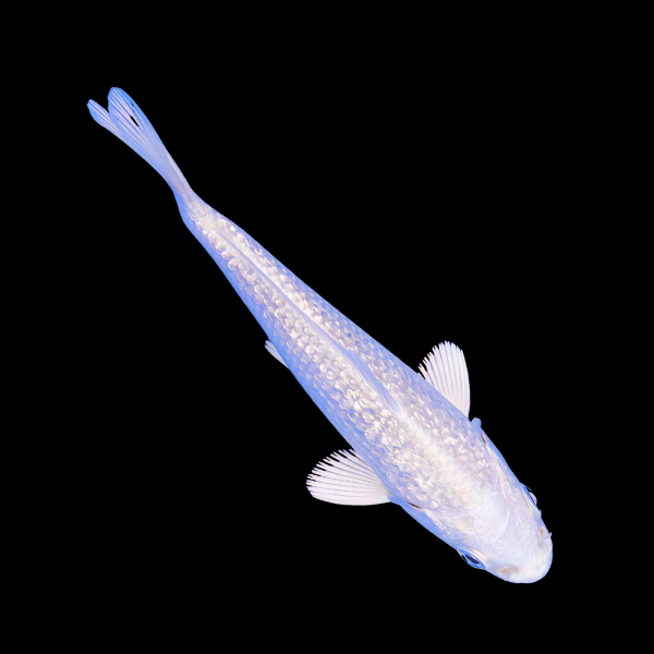 Metallic White Classic Koi Carp Cyprinus Carpio - Real Aquatics