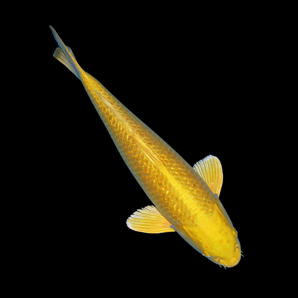 Metallic Gold Classic Koi Carp Cyprinus Carpio - Real Aquatics