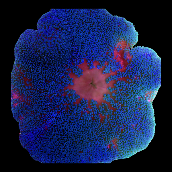 Metallic Blue Carpet Anemone Stichodactyla Haddoni - Real Aquatics