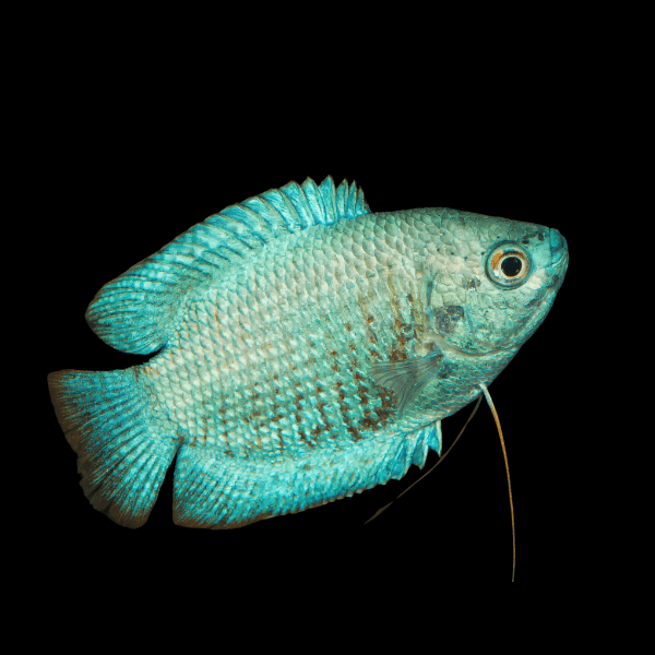 Metallic Blue Dwarf Gourami Trichogaster Lalius 5cm - Real Aquatics
