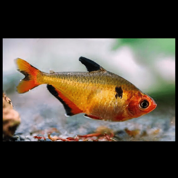 Metallic Brilliant Serpea Tetra Hyphessobrycon Eques 2cm - Real Aquatics
