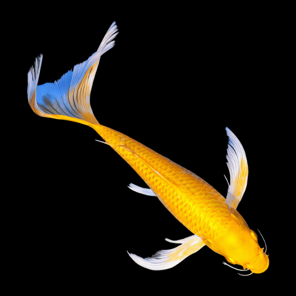 Metallic Gold Butterfly Grade A Koi Carp Cyprinus Carpio - Real Aquatics