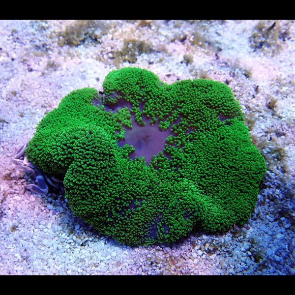 Metallic Green Carpet Stichodaqctyla Haddoni - Real Aquatics