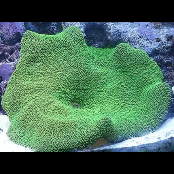 Metallic Green Carpet Stichodaqctyla Haddoni - Real Aquatics