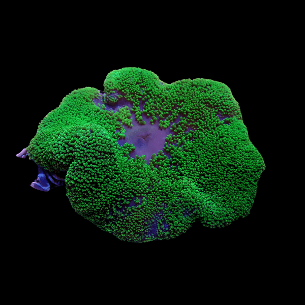 Metallic Green Carpet Stichodaqctyla Haddoni - Real Aquatics