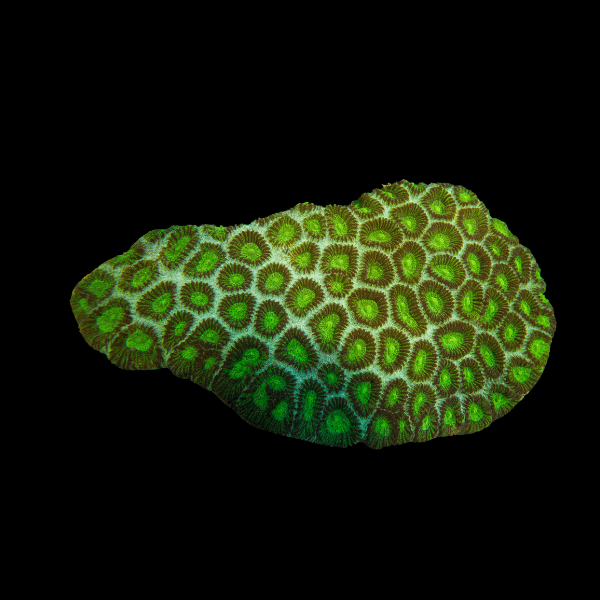 Metallic Green Favites Hard Coral - Real Aquatics