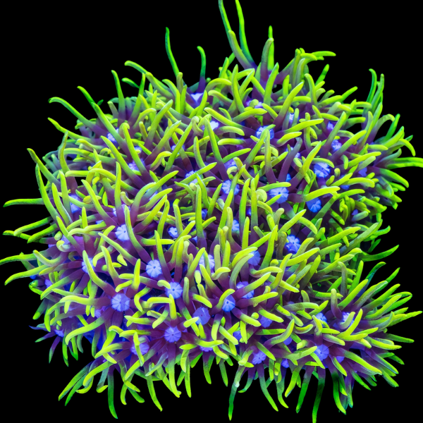 Metallic Green Star Coral Polyp Pachyclavularia Violacea - Real Aquatics