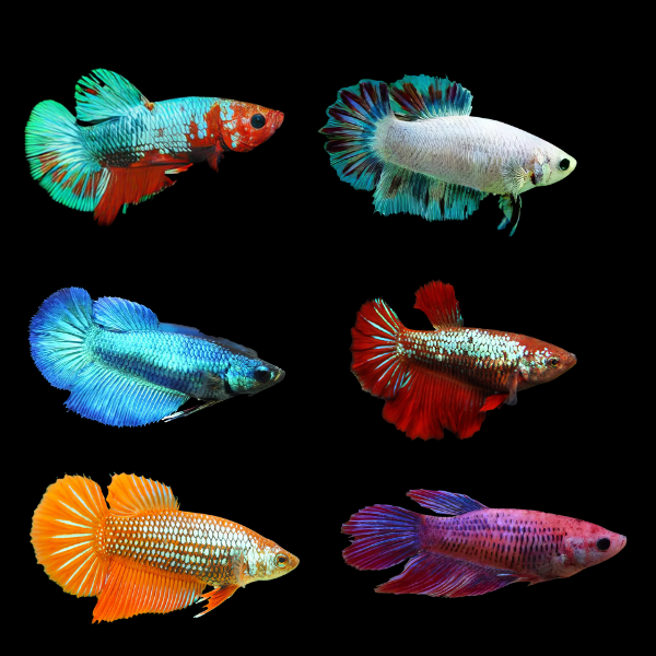 Metallic Half Moon Betta Assorted Female 3cm - Real Aquatics