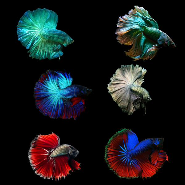 Metallic Half Moon Betta Assorted Male 3cm - Real Aquatics