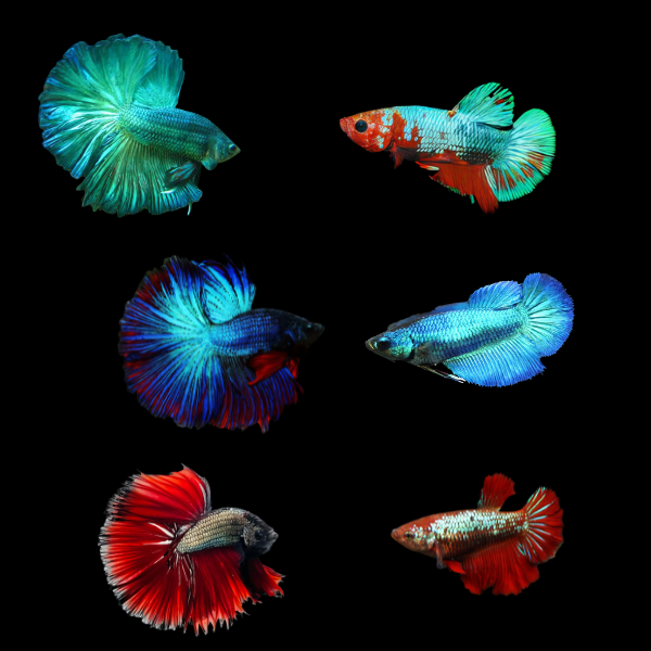 Metallic Half Moon Betta Assorted Pair's Male & Female 3cm - Real Aquatics