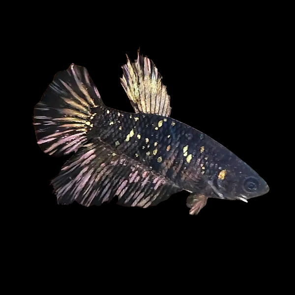 Metallic Half Moon Betta Female Black Base 3cm - Real Aquatics