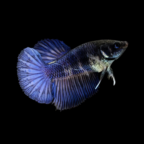 Metallic Half Moon Betta Female Blue Base 3cm - Real Aquatics