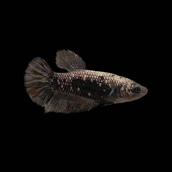 Metallic Half Moon Betta Female Copper 3cm - Real Aquatics