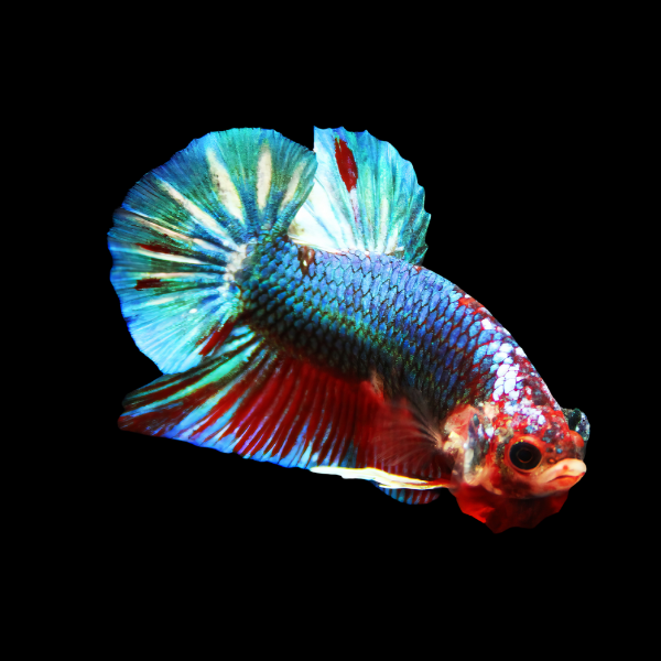 Metallic Half Moon Betta Female Green Base 3cm - Real Aquatics