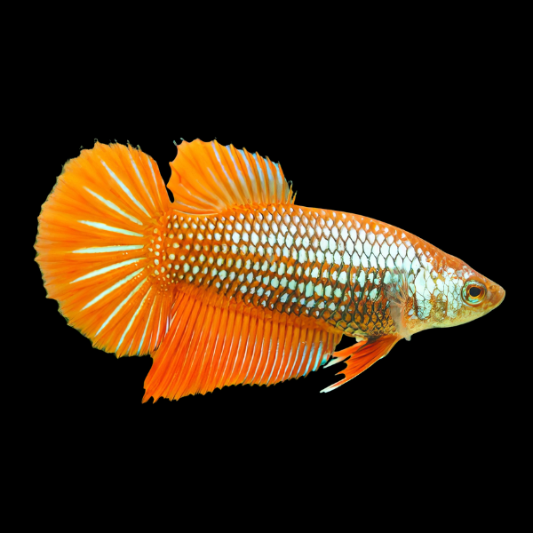 Metallic Half Moon Betta Female Orange Base 3cm - Real Aquatics