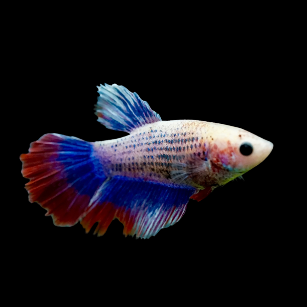 Metallic Half Moon Betta Female Tri Colour 3cm - Real Aquatics