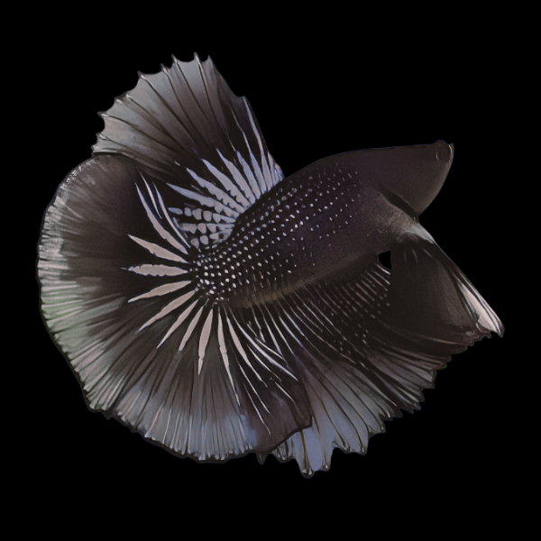 Metallic Half Moon Betta Male Black 3cm - Real Aquatics