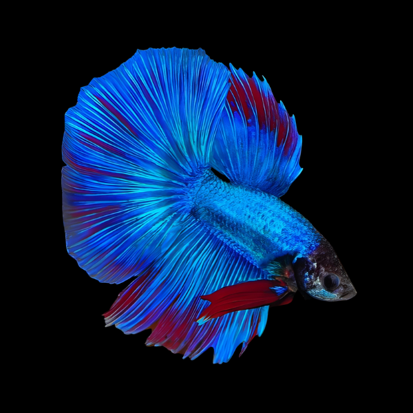 Metallic Half Moon Betta Male Blue Base 3cm - Real Aquatics