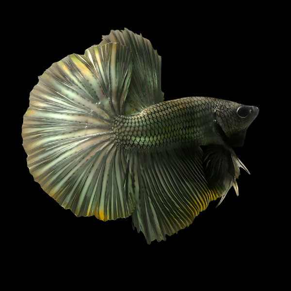Metallic Half Moon Betta Male Copper 3cm - Real Aquatics
