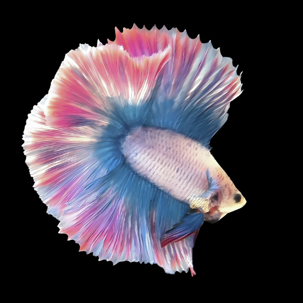Metallic Half Moon Betta Male Pink Base 3cm - Real Aquatics