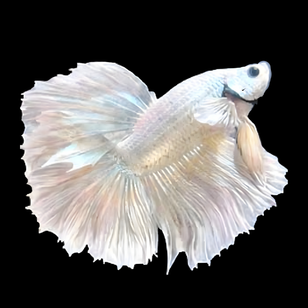 Metallic Half Moon Betta Male Platinum 3cm - Real Aquatics