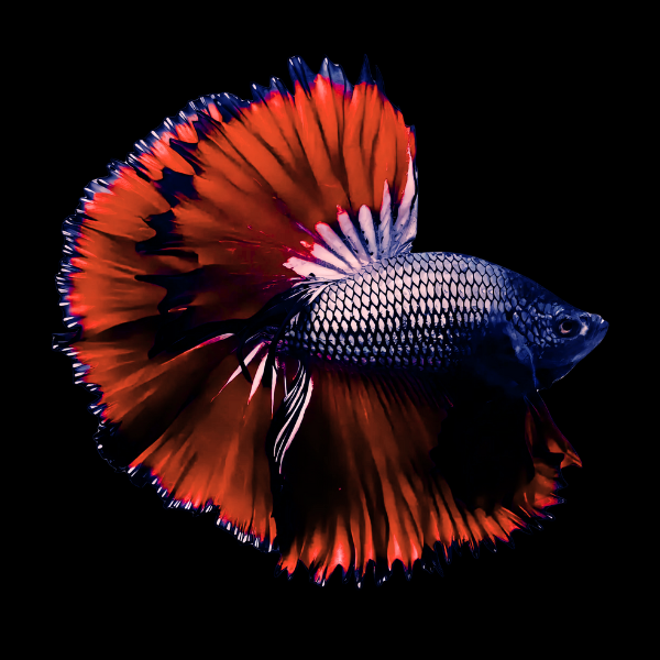 Metallic Half Moon Betta Male Red Base 3cm - Real Aquatics