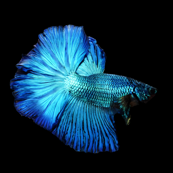 Metallic Half Moon Betta Male Turquoise 3cm - Real Aquatics