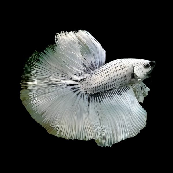 Metallic Half Moon Betta Male White Base 3cm - Real Aquatics