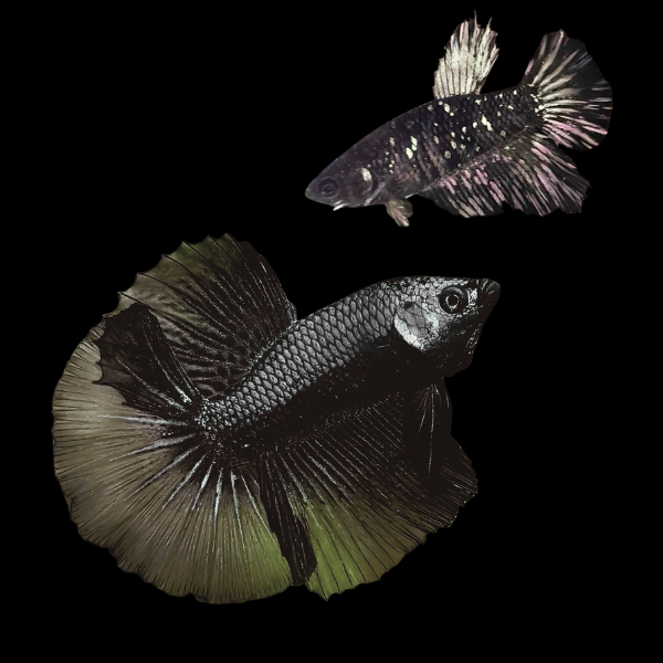 Metallic Half Moon Betta Pair Male & Female Black Base 3cm - Real Aquatics