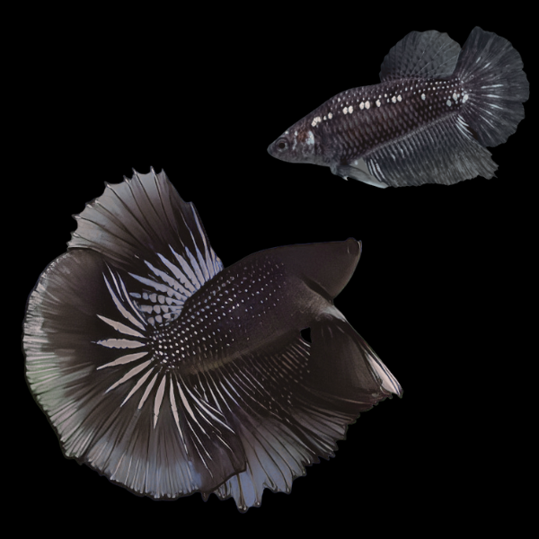Metallic Half Moon Betta Pair Male & Female Black 3cm