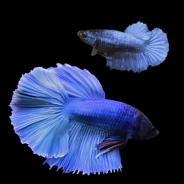 Metallic Half Moon Betta Pair Male & Female Blue 3cm - Real Aquatics