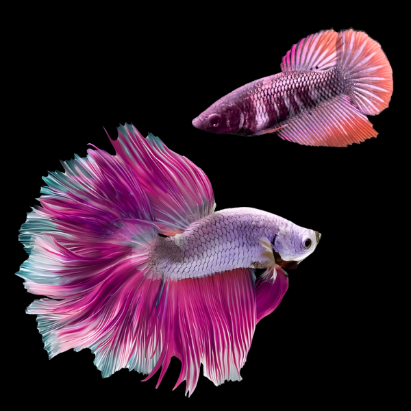 Metallic Half Moon Betta Pair Male & Female Purple Base 3cm - Real Aquatics